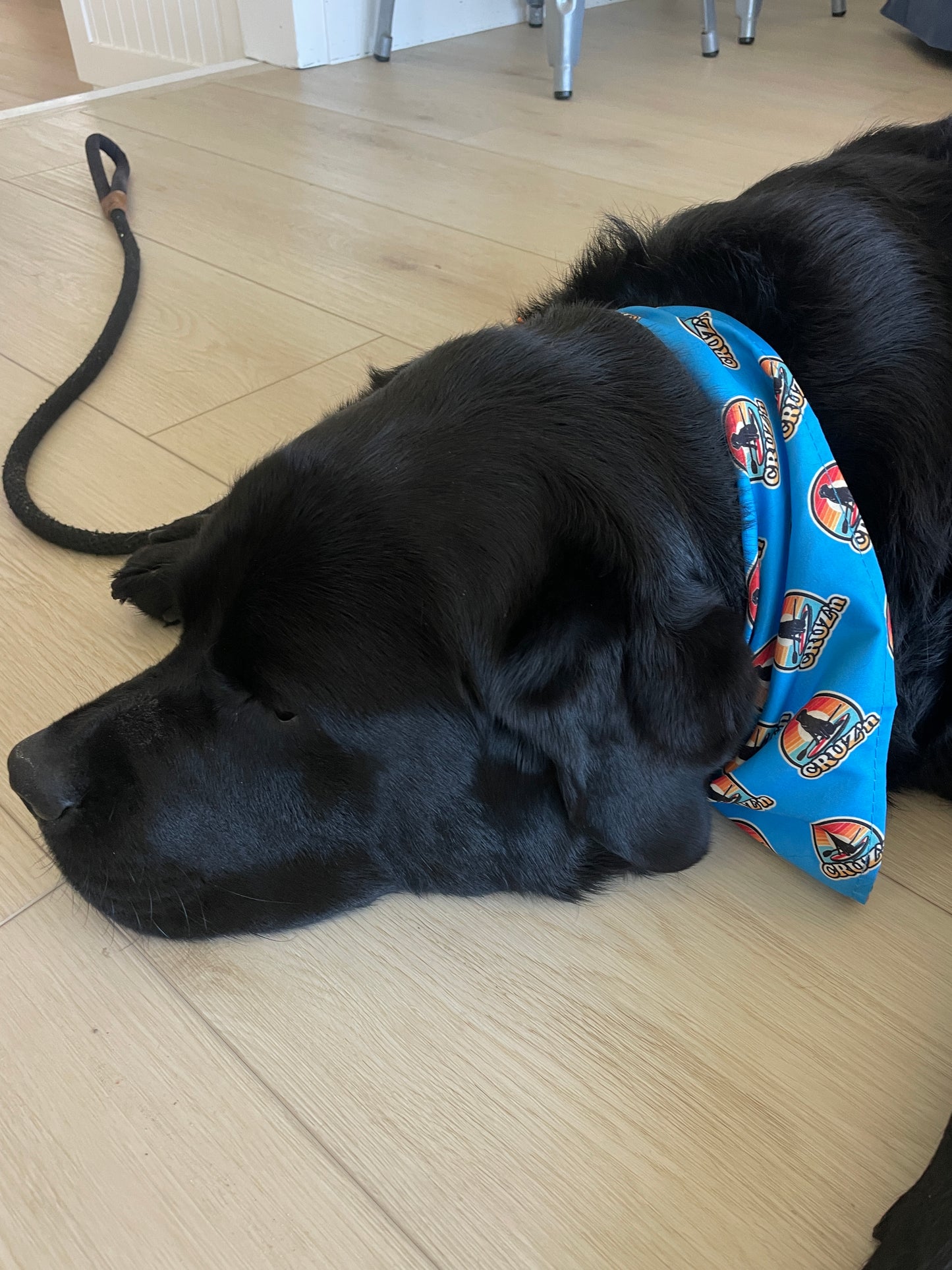 Cruz'n Bandanas (Blue)